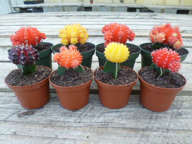 cactus-spp