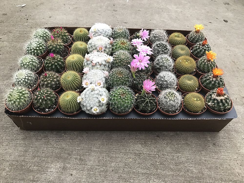 cactus-spp