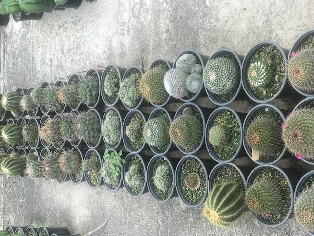 cactus-spp