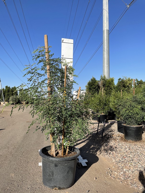 caesalpinia-cacalaco-cascalote