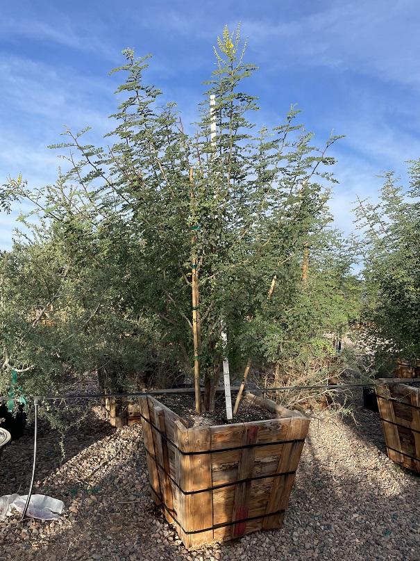 caesalpinia-cacalaco-cascalote