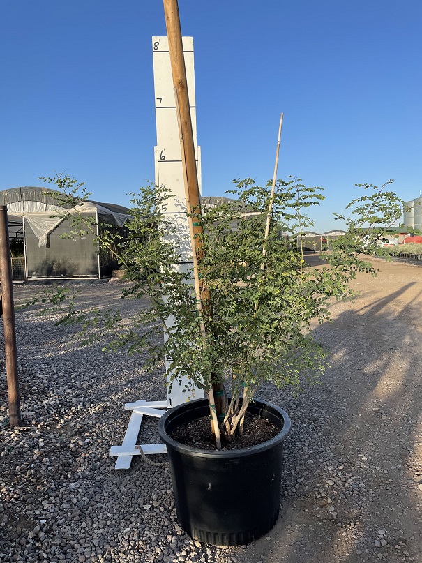 caesalpinia-cacalaco-cascalote