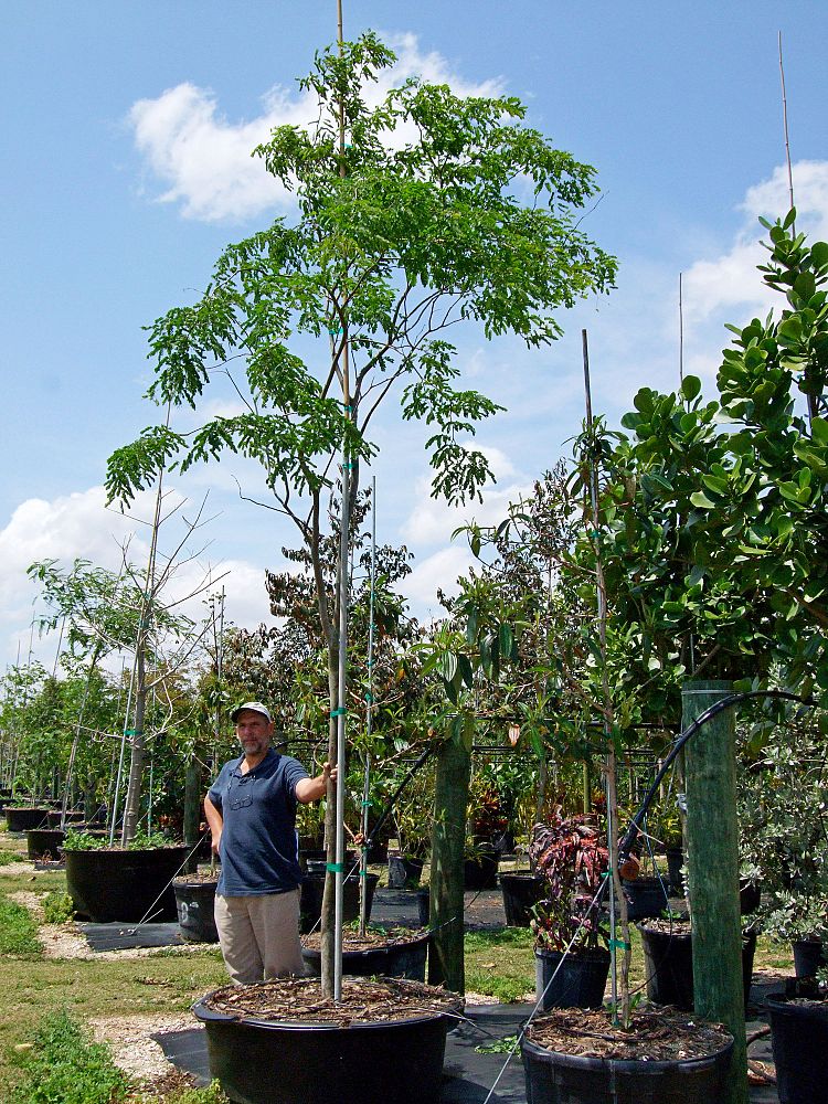 caesalpinia-ferrea-brazilian-ironwood-leopard-tree