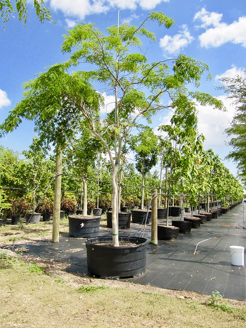 caesalpinia-ferrea-brazilian-ironwood-leopard-tree