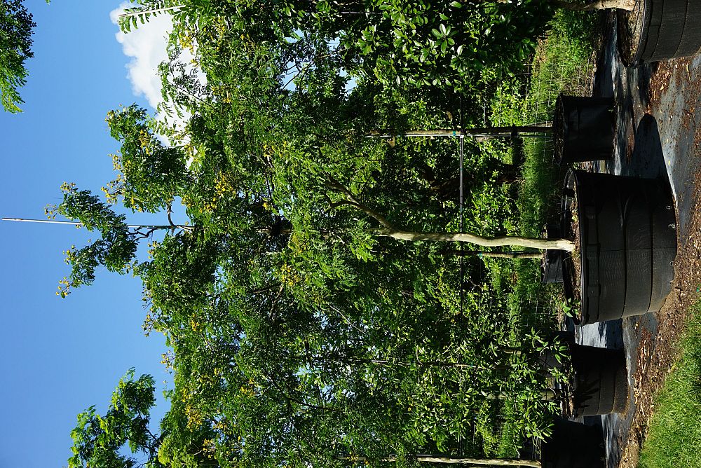 caesalpinia-ferrea-brazilian-ironwood-leopard-tree