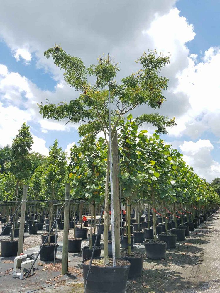 caesalpinia-ferrea-brazilian-ironwood-leopard-tree