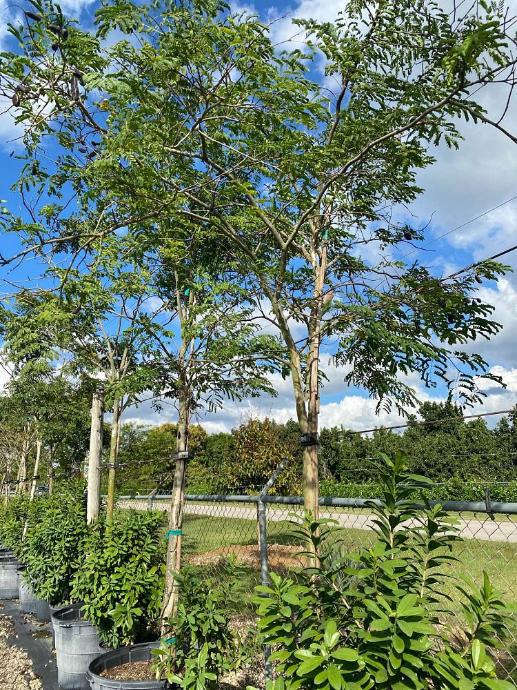 caesalpinia-ferrea-brazilian-ironwood-leopard-tree