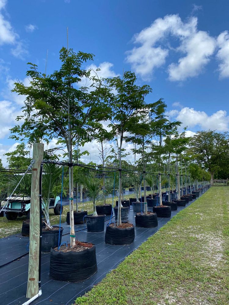 caesalpinia-ferrea-brazilian-ironwood-leopard-tree