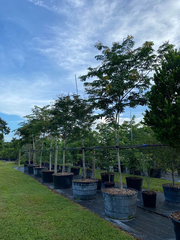 caesalpinia-ferrea-brazilian-ironwood-leopard-tree