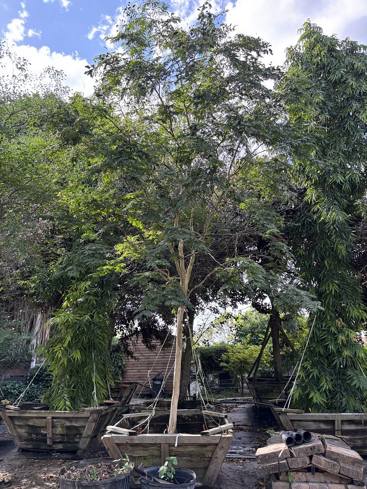 caesalpinia-ferrea-brazilian-ironwood-leopard-tree