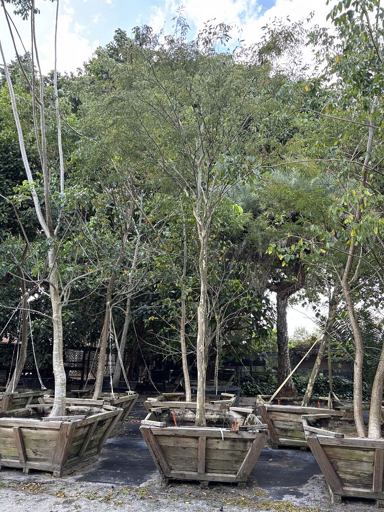 caesalpinia-ferrea-brazilian-ironwood-leopard-tree