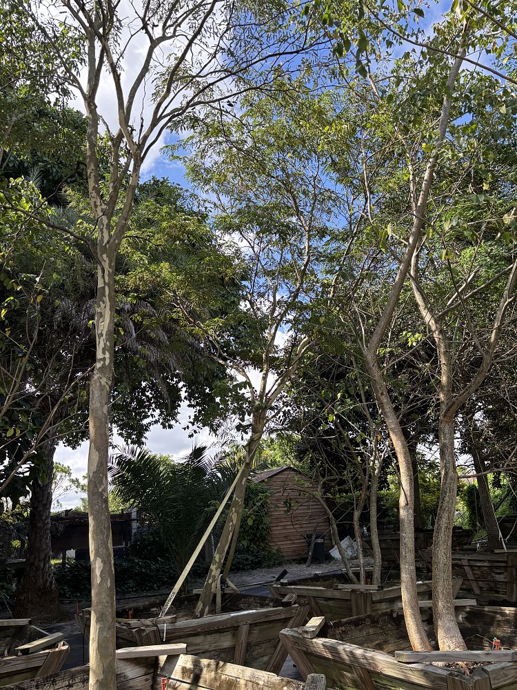 caesalpinia-ferrea-brazilian-ironwood-leopard-tree