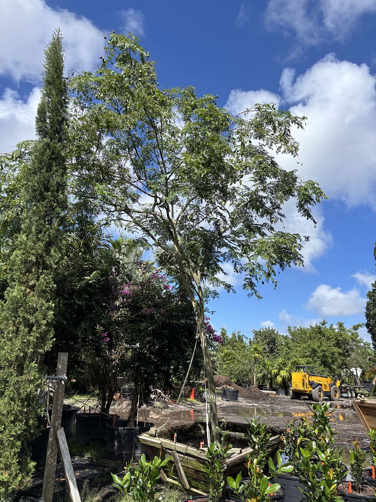 caesalpinia-ferrea-brazilian-ironwood-leopard-tree