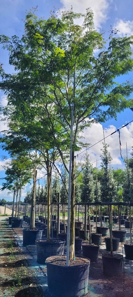 caesalpinia-ferrea-brazilian-ironwood-leopard-tree