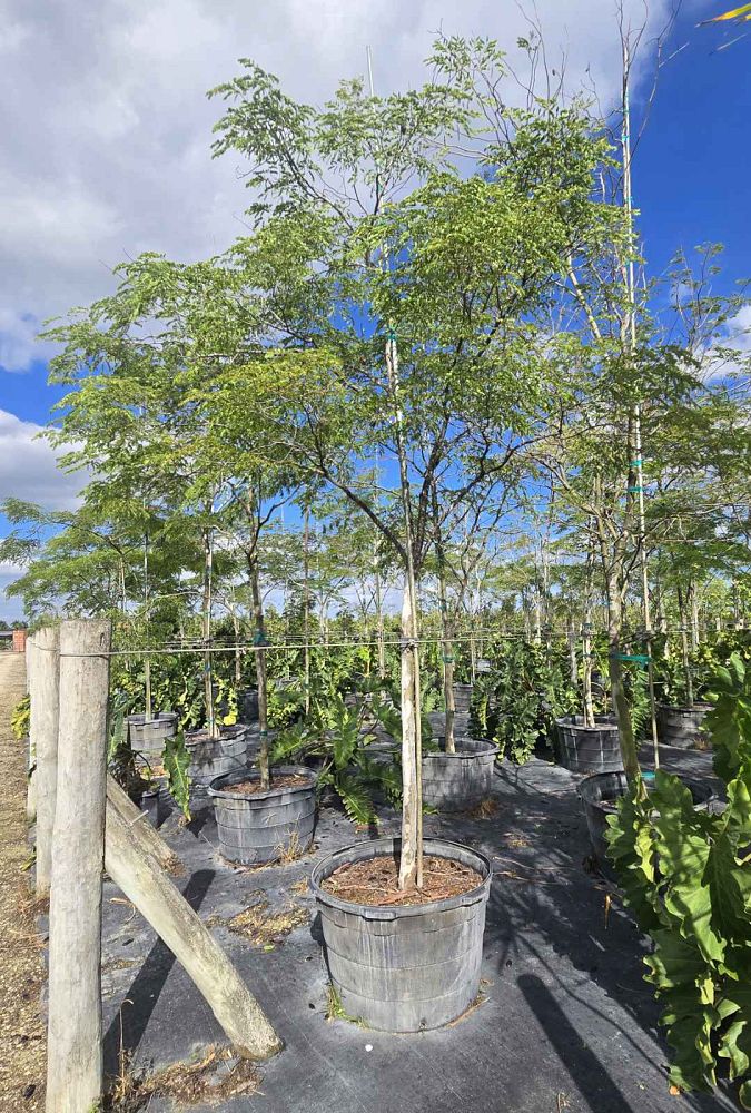 caesalpinia-ferrea-brazilian-ironwood-leopard-tree