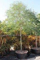 caesalpinia-granadillo-bridalveil-tree