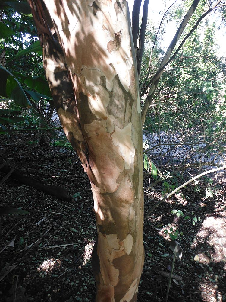 caesalpinia-granadillo-bridalveil-tree