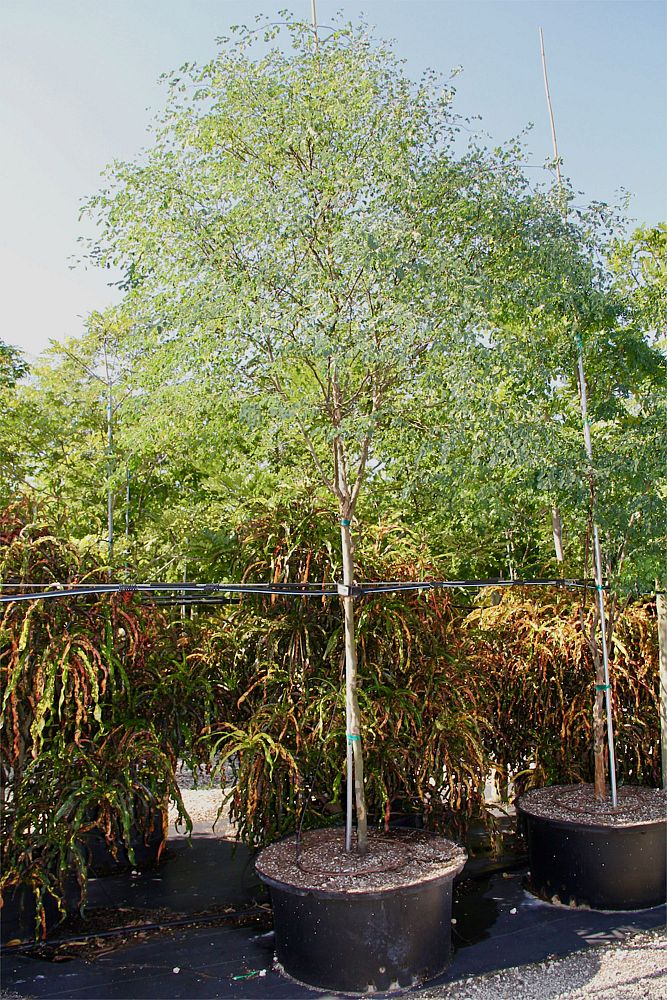 Treeworld Wholesale Inc Plantant Com