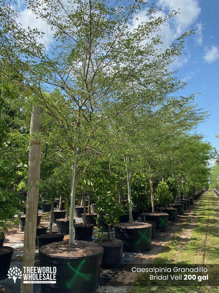 caesalpinia-granadillo-bridalveil-tree