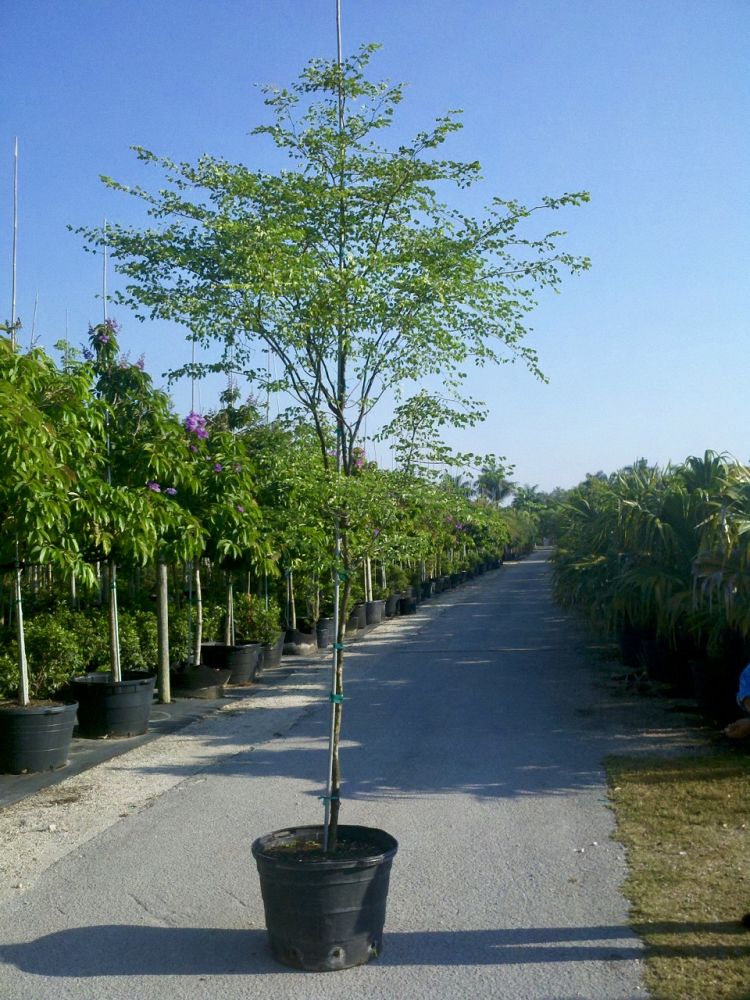 caesalpinia-granadillo-bridalveil-tree