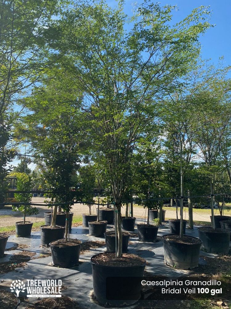 caesalpinia-granadillo-bridalveil-tree