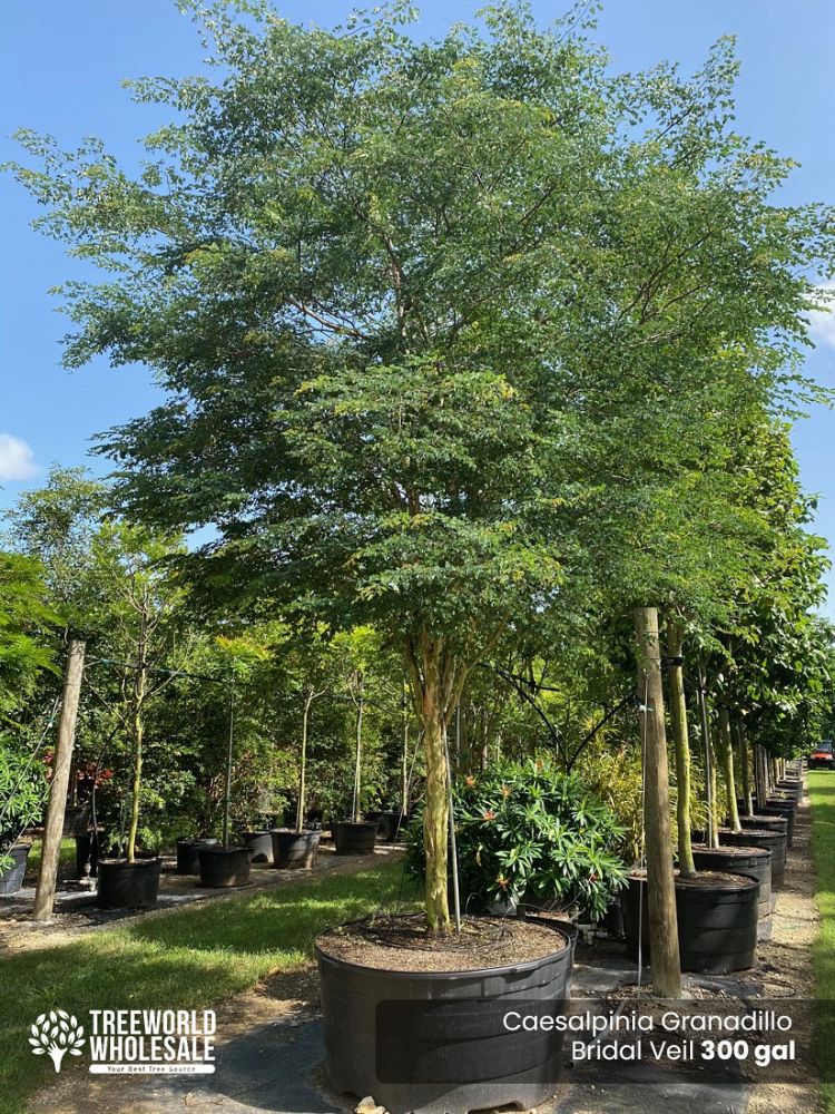 caesalpinia-granadillo-bridalveil-tree