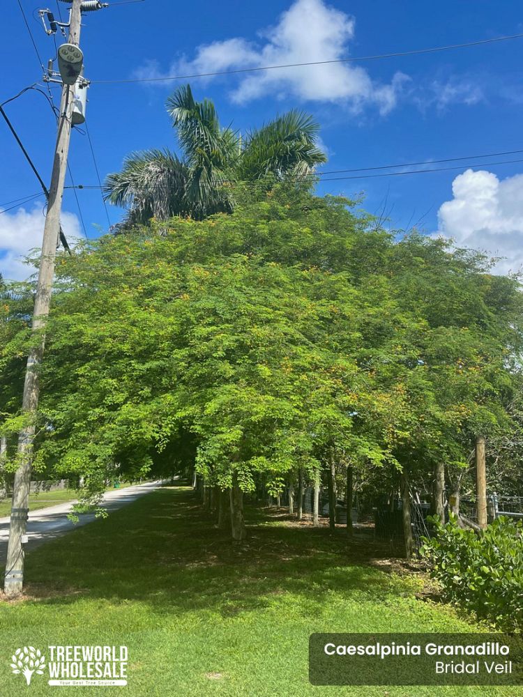 caesalpinia-granadillo-bridalveil-tree