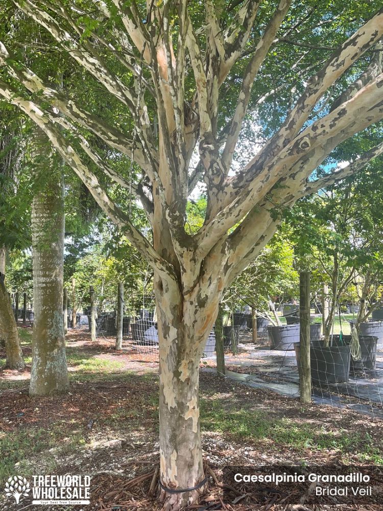 caesalpinia-granadillo-bridalveil-tree