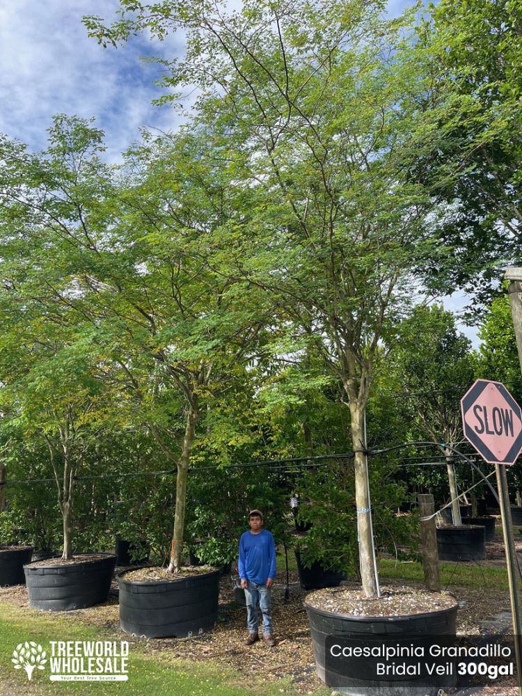 caesalpinia-granadillo-bridalveil-tree