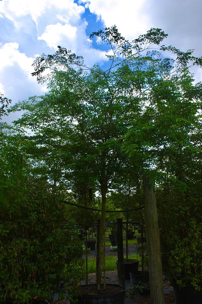 caesalpinia-granadillo-bridalveil-tree