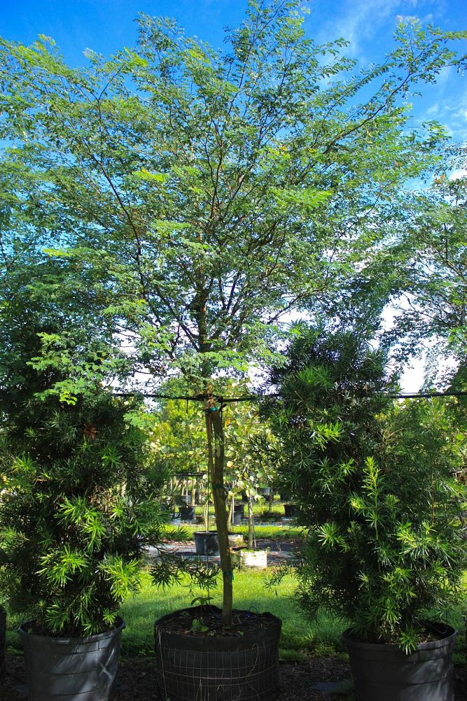caesalpinia-granadillo-bridalveil-tree
