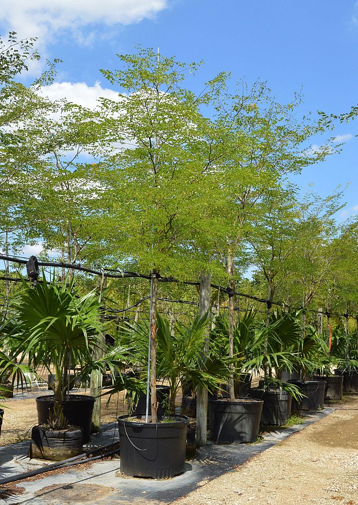 caesalpinia-granadillo-bridalveil-tree