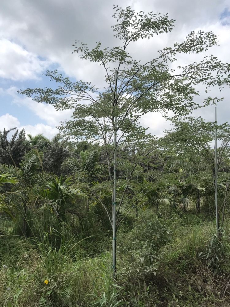 caesalpinia-granadillo-bridalveil-tree