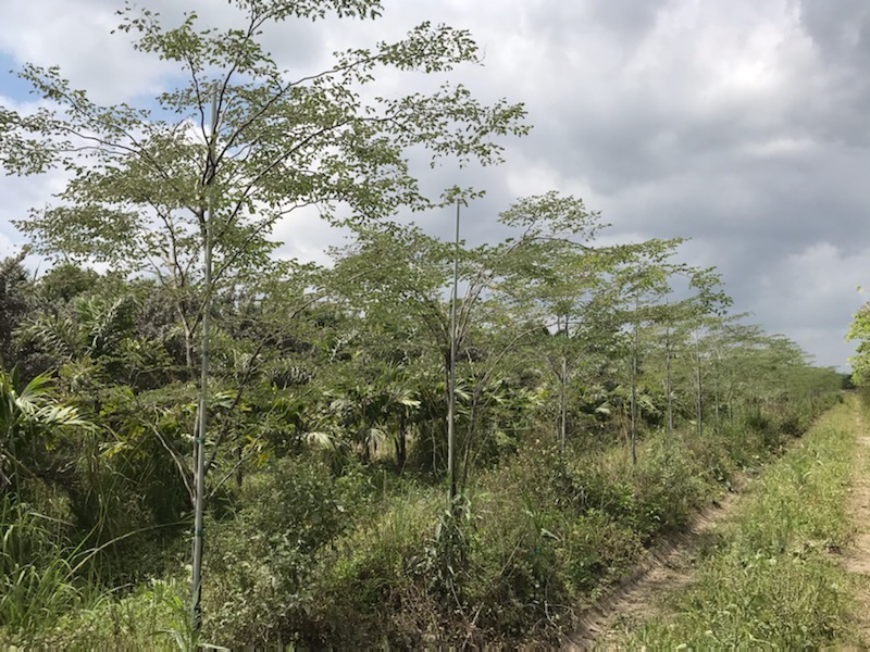 caesalpinia-granadillo-bridalveil-tree