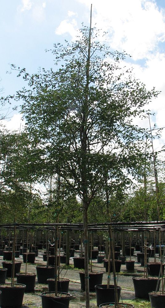 caesalpinia-granadillo-bridalveil-tree