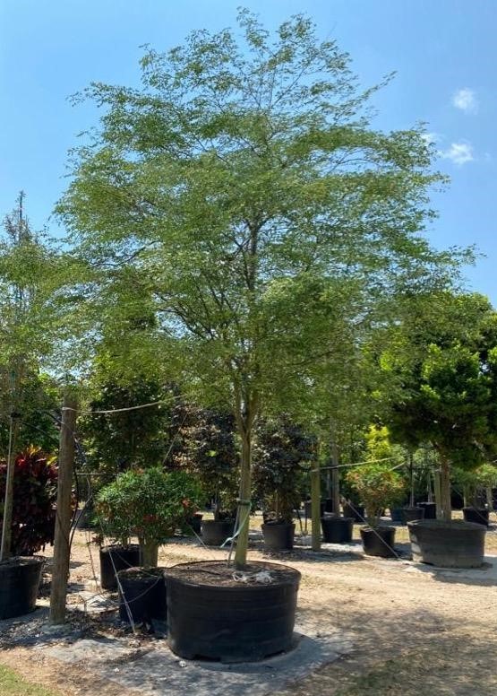 caesalpinia-granadillo-bridalveil-tree