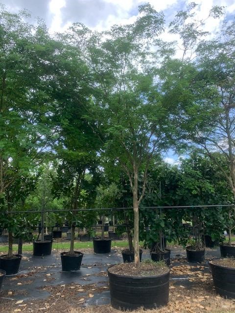 caesalpinia-granadillo-bridalveil-tree