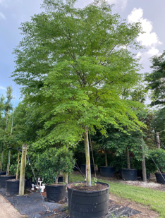 caesalpinia-granadillo-bridalveil-tree
