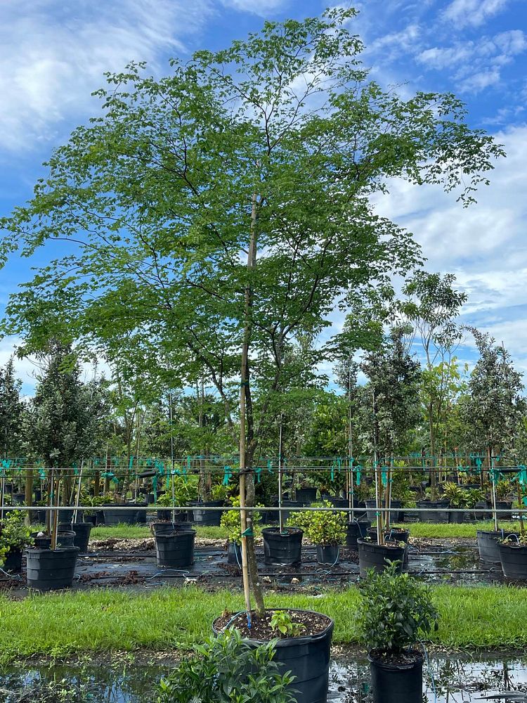 caesalpinia-granadillo-bridalveil-tree