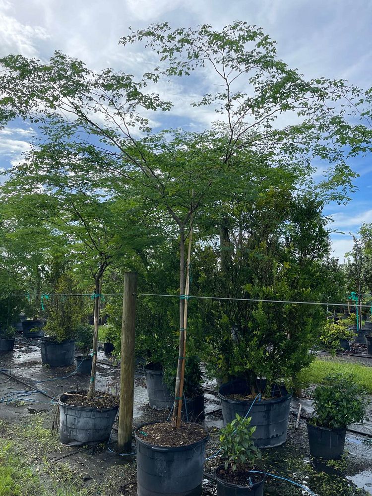 caesalpinia-granadillo-bridalveil-tree