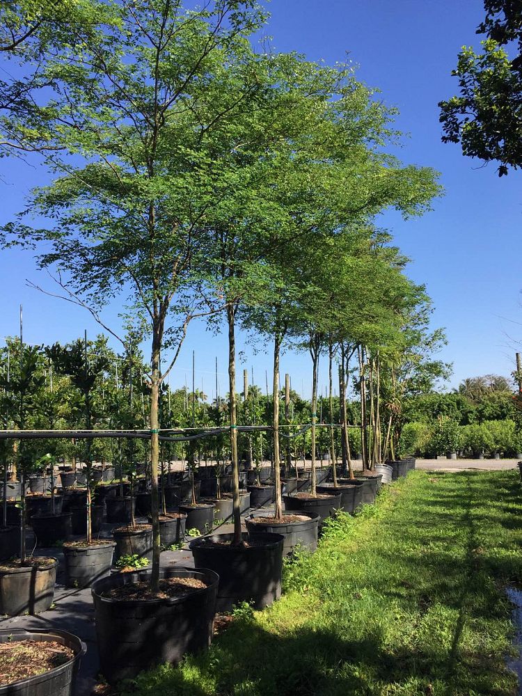 caesalpinia-granadillo-bridalveil-tree