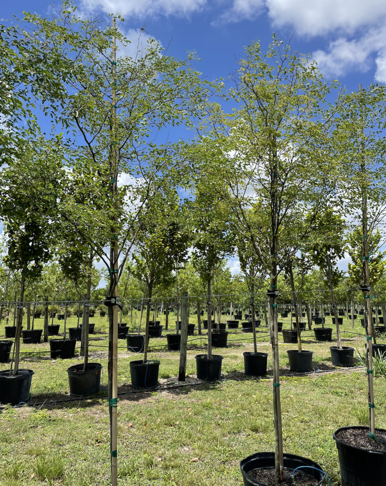caesalpinia-granadillo-bridalveil-tree