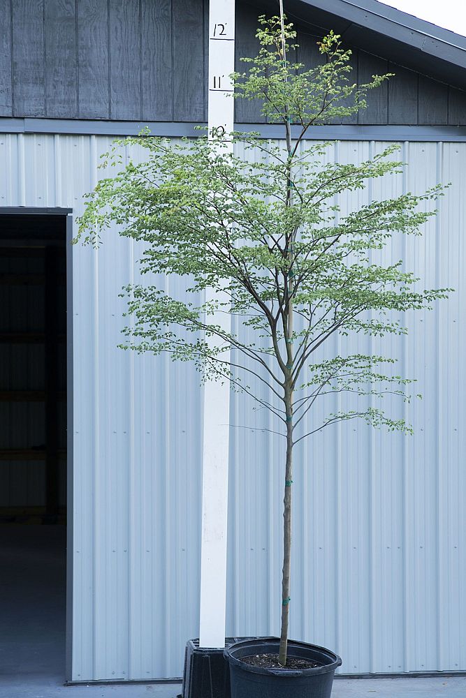 caesalpinia-granadillo-bridalveil-tree