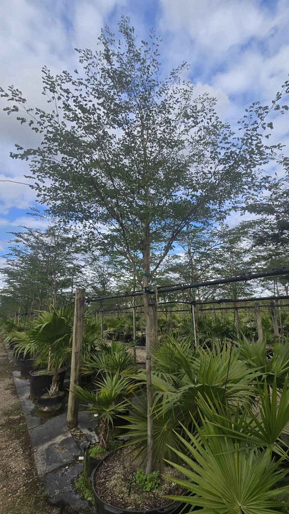 caesalpinia-granadillo-bridalveil-tree