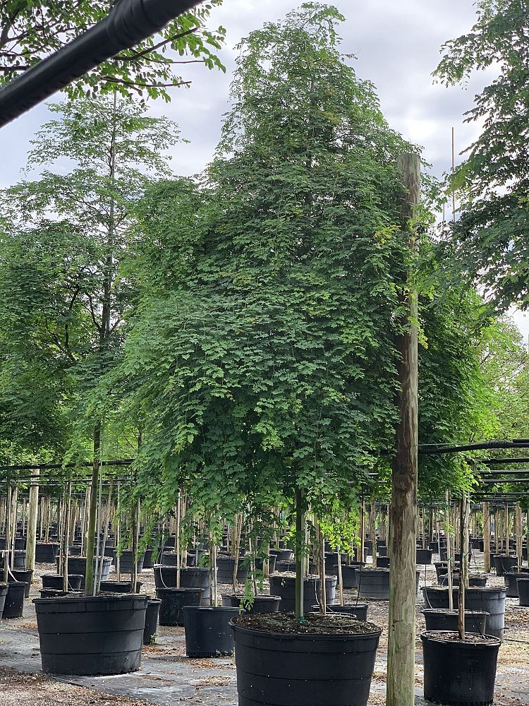 caesalpinia-granadillo-bridalveil-tree