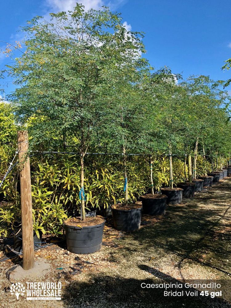 caesalpinia-granadillo-bridalveil-tree
