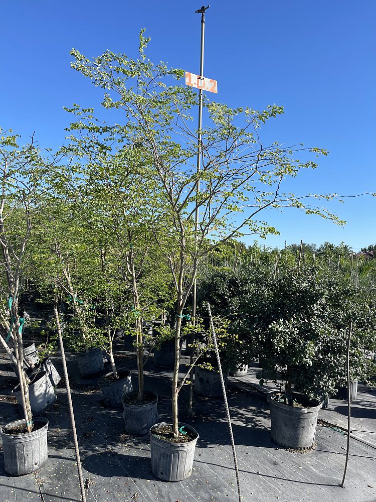 caesalpinia-granadillo-bridalveil-tree
