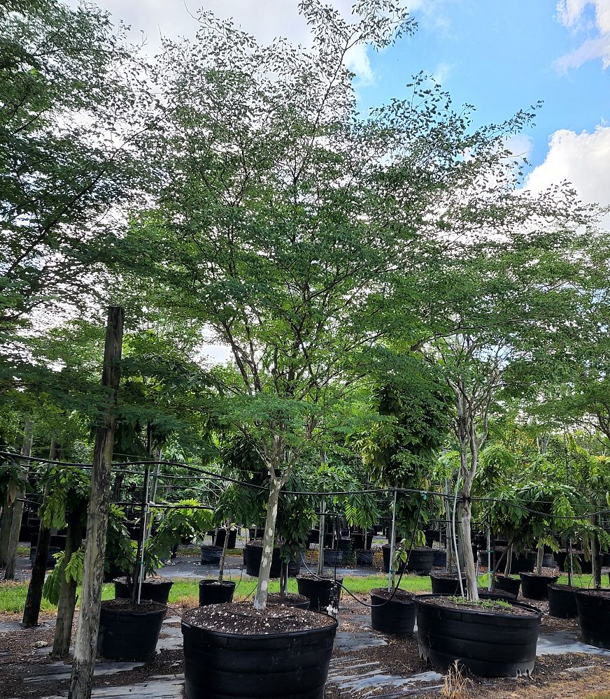 caesalpinia-granadillo-bridalveil-tree