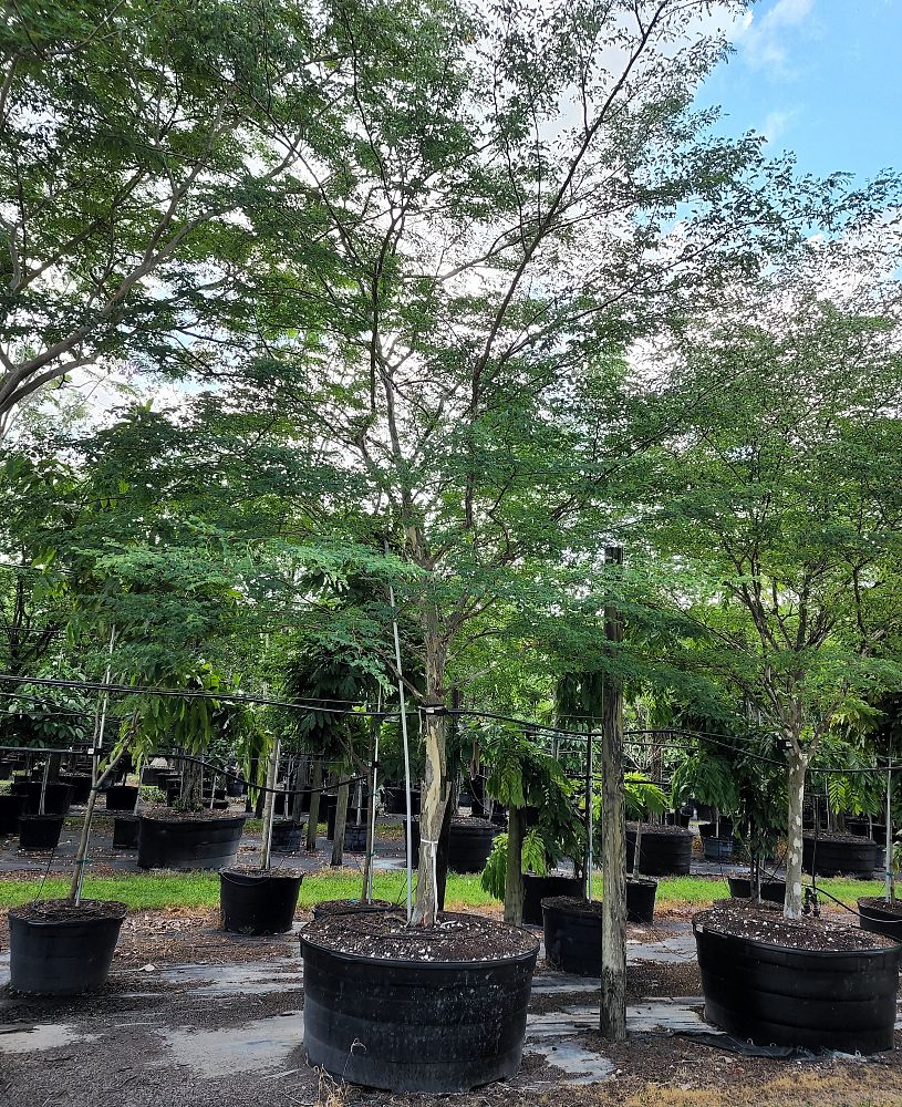 caesalpinia-granadillo-bridalveil-tree