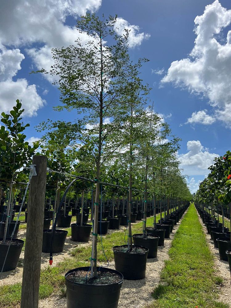 caesalpinia-granadillo-bridalveil-tree